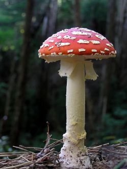 fly_agaric_mushroom_05