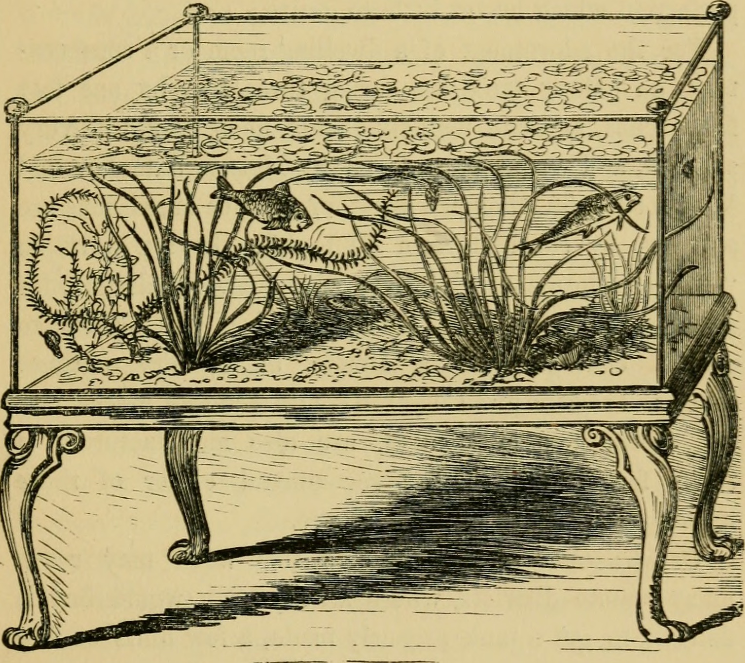 圖3 The Book of the Aquarium and Water Cabinet